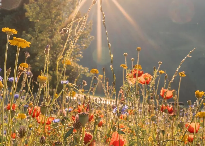 Beautiful Holiday In With Sauna